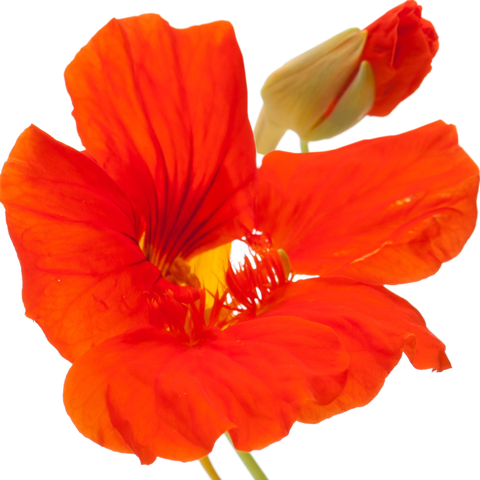 Flor de Chagas