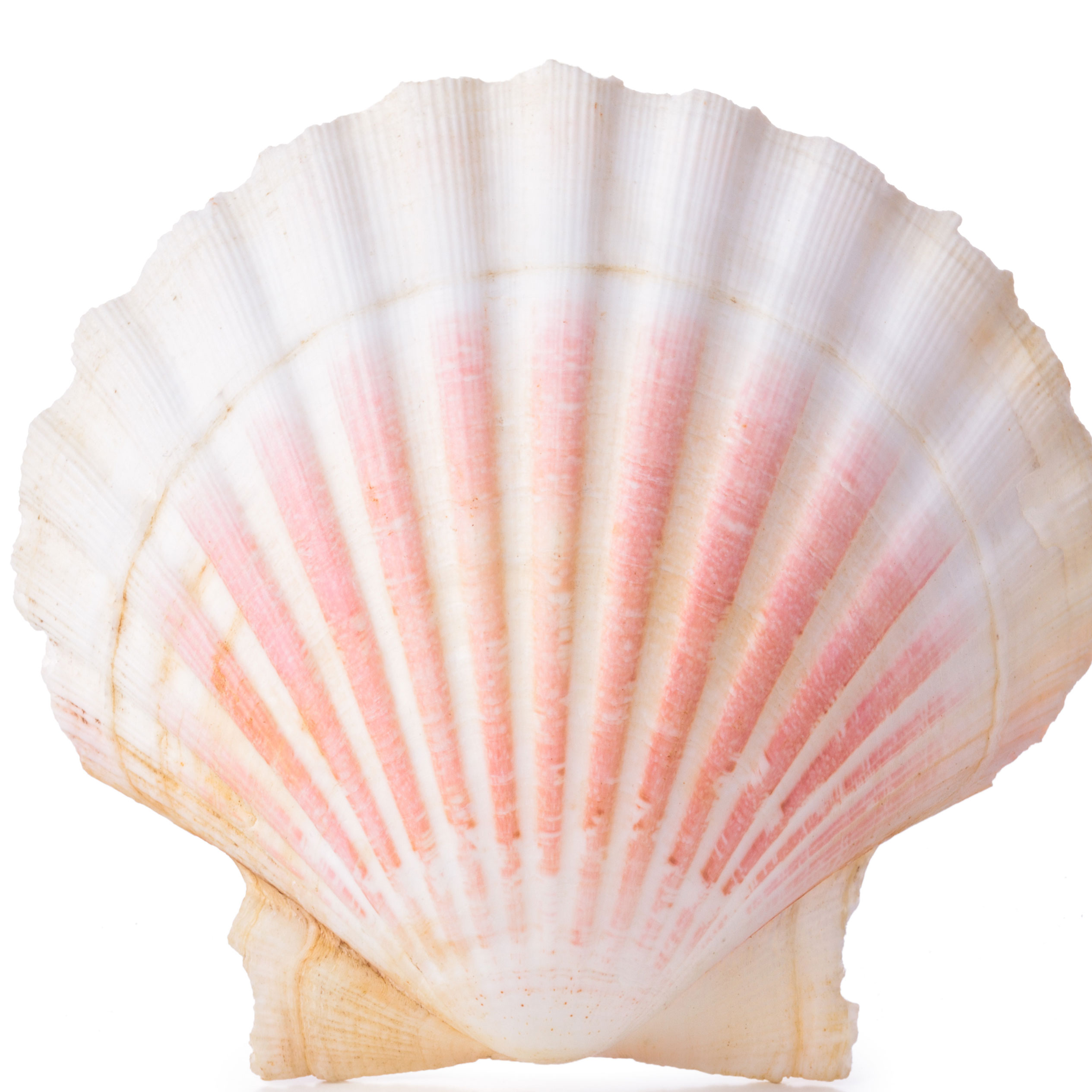 Conchas do Mar