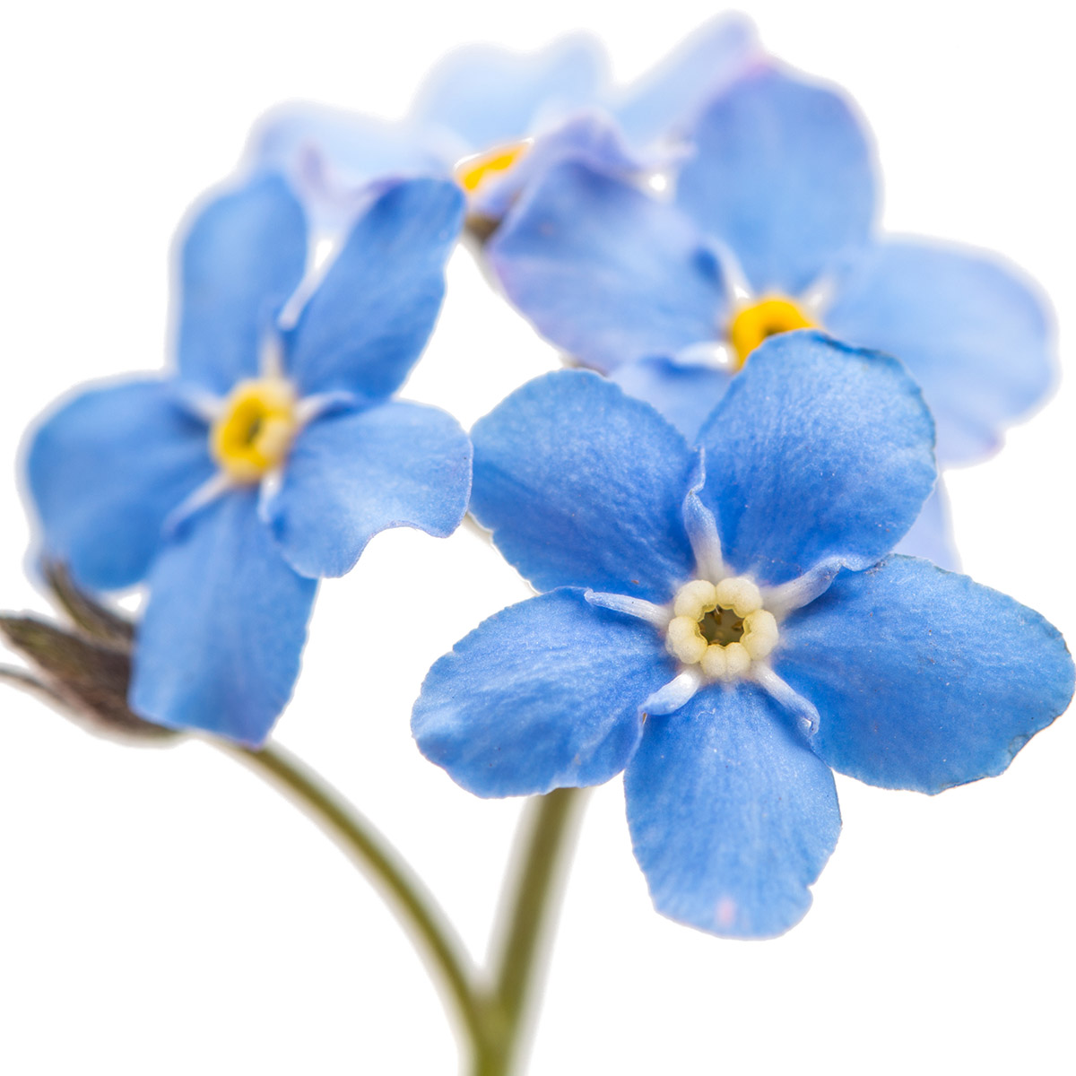 Myosotis