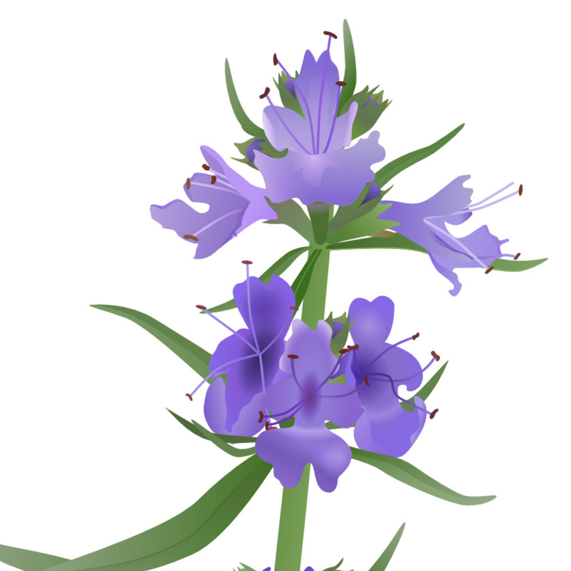 Hissopo