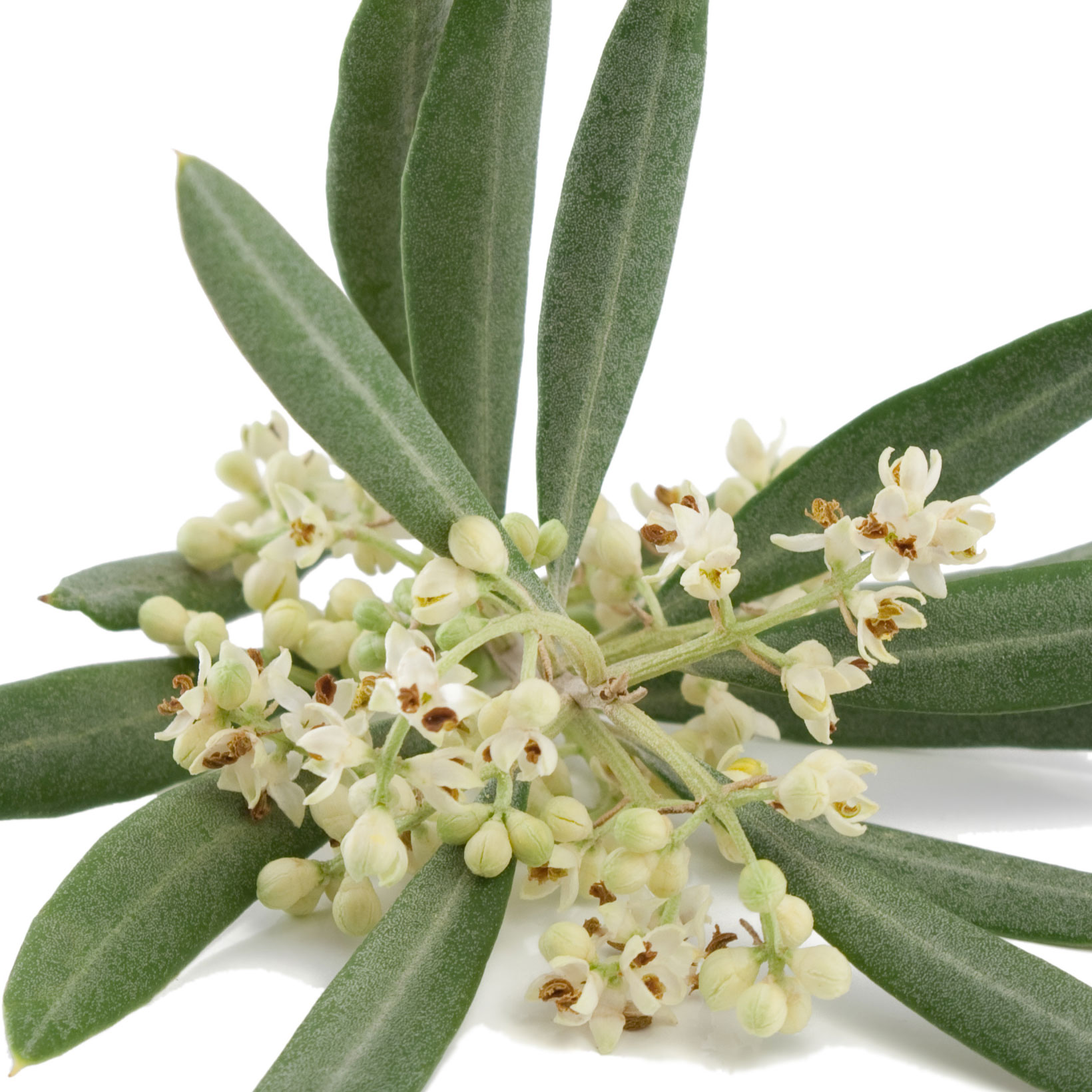 Flor de Oliveira