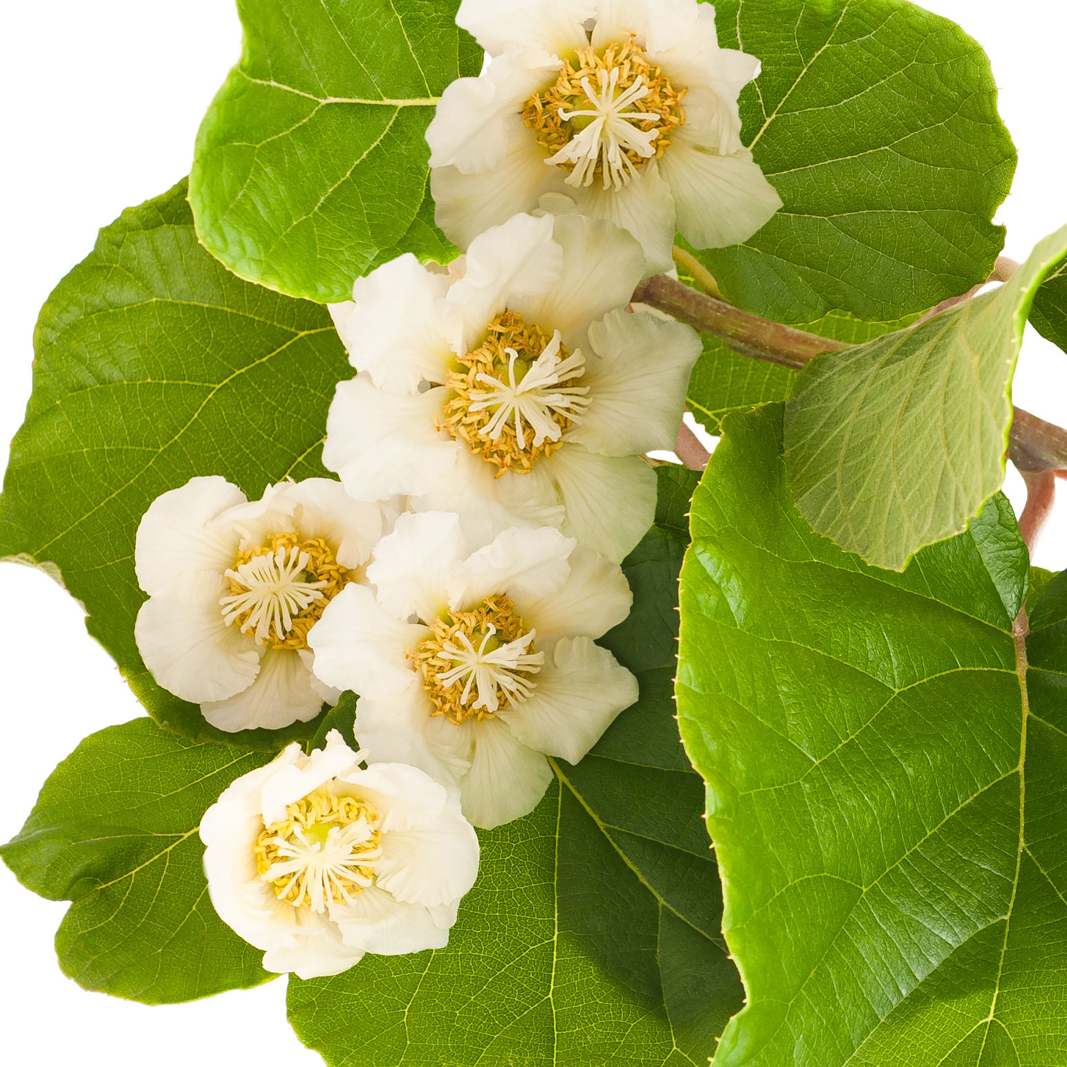 Flor de Kiwi