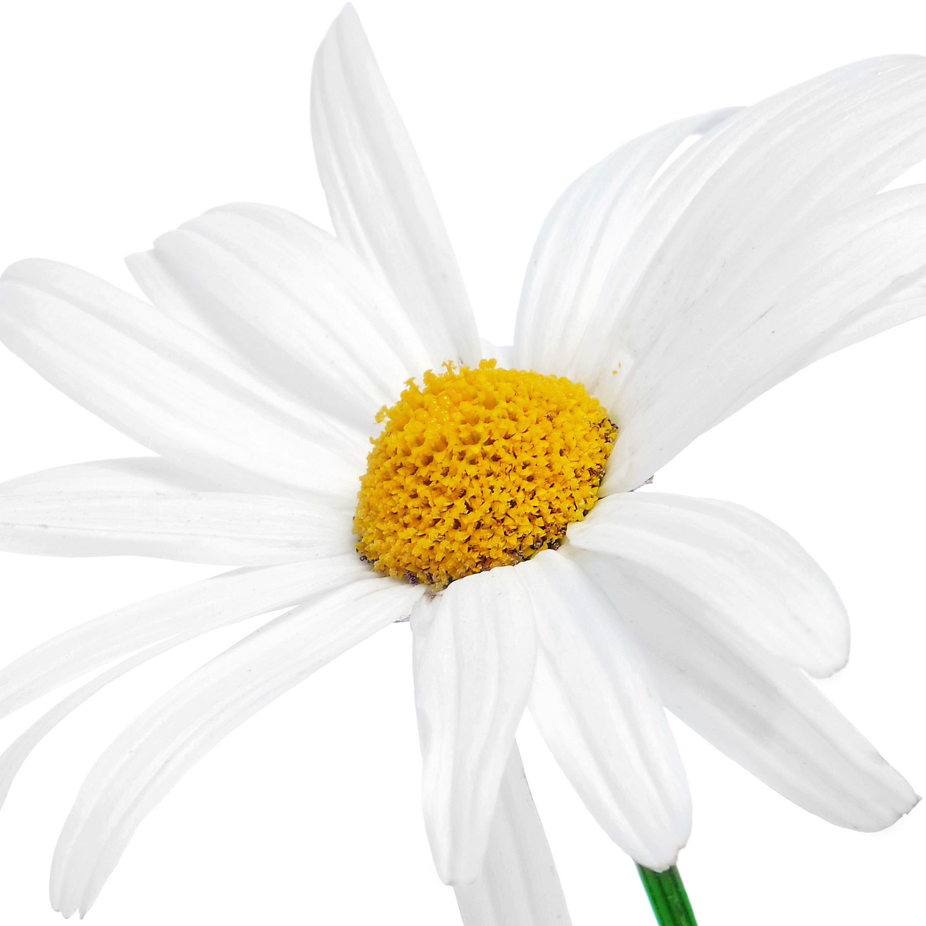 Margarida