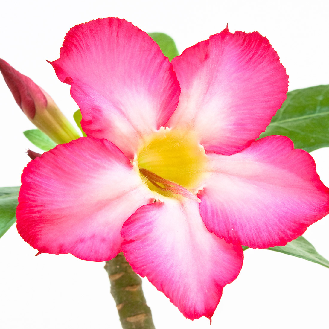 Rosa-do-Deserto