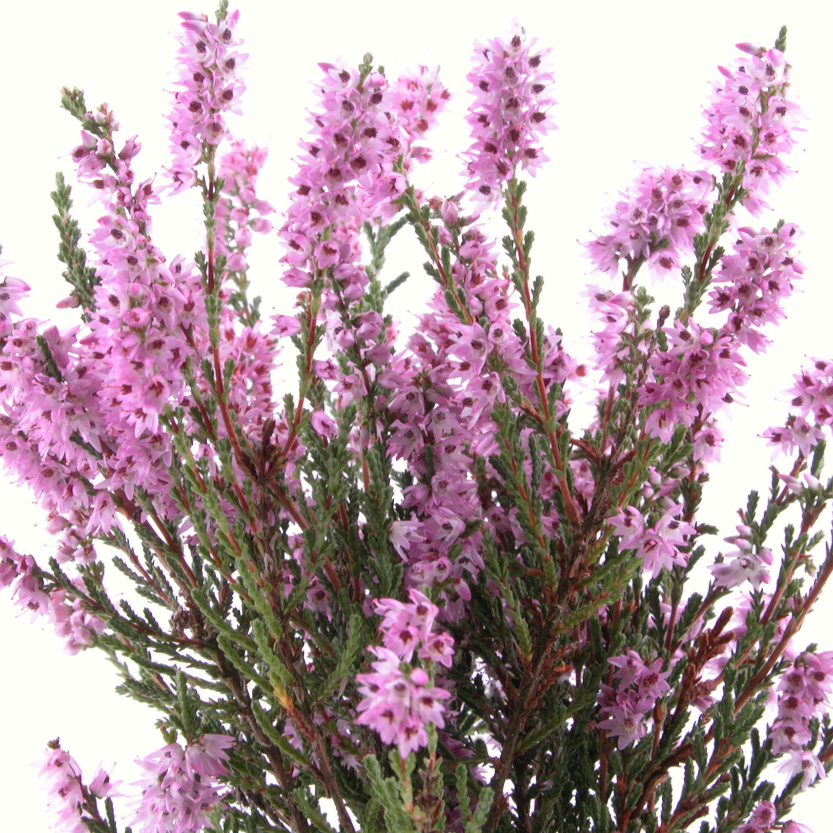 Calluna