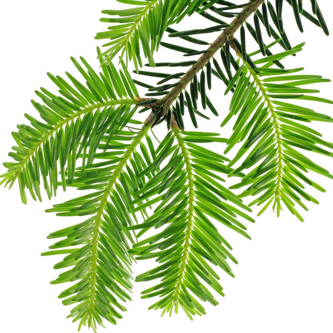 Picea