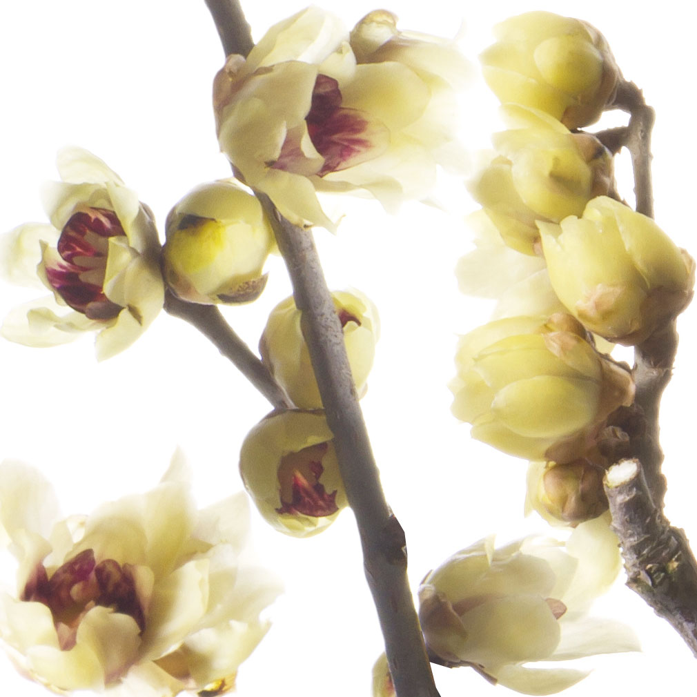 Chimonanthus