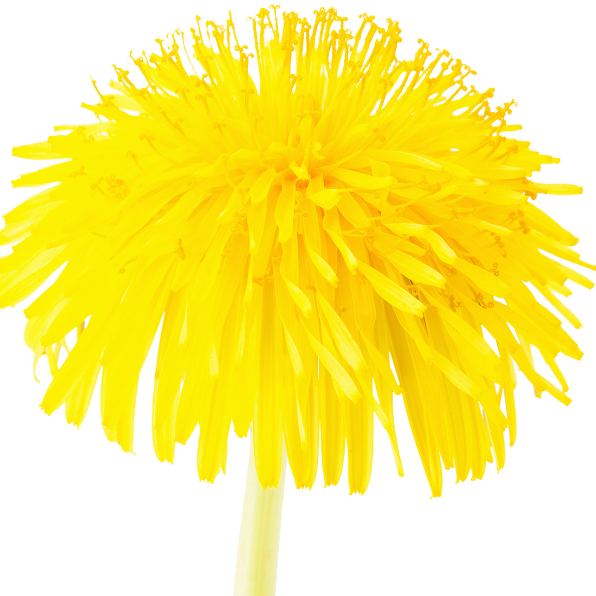Dente-de-Leão