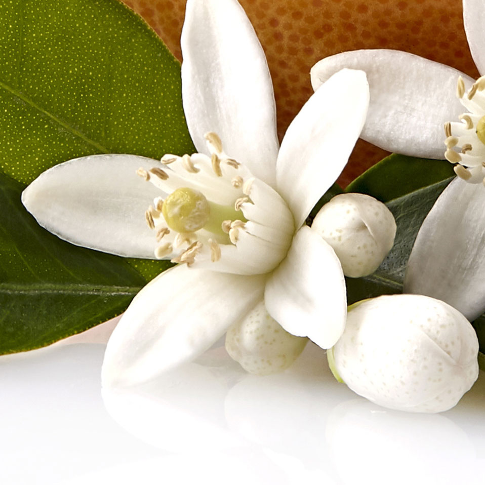 Flor de Toranja