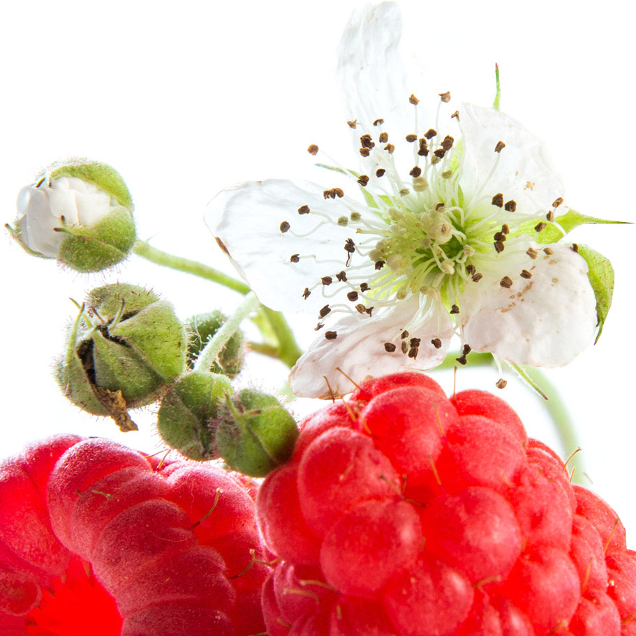 Flor de Framboesa