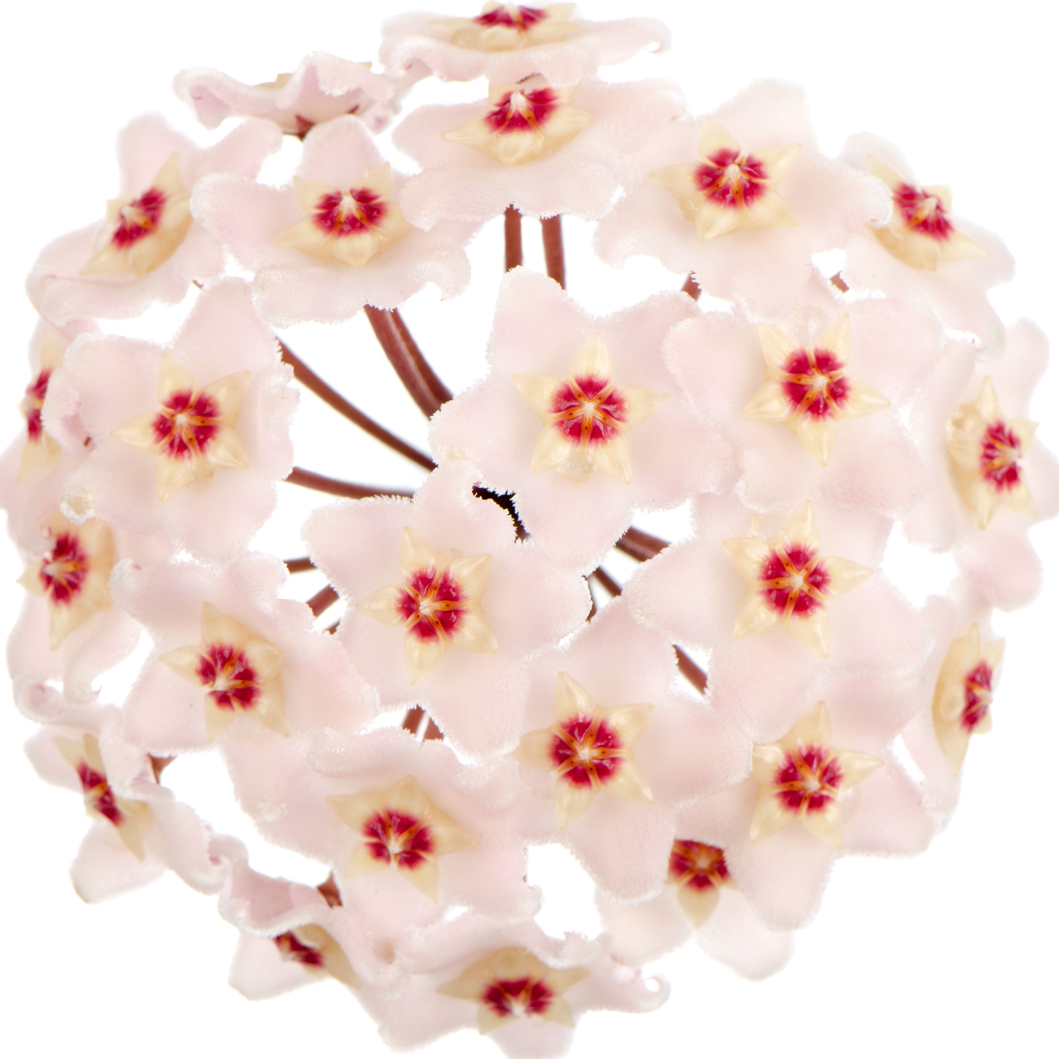 Flor de cera