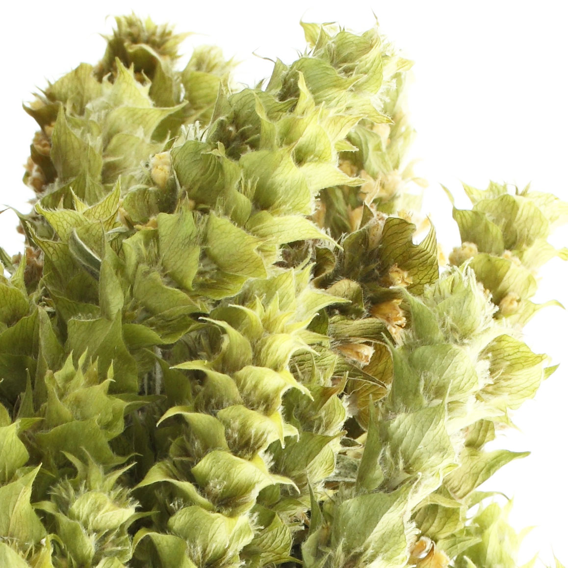 Sideritis