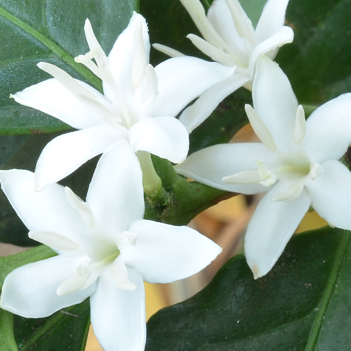 Flor de Café