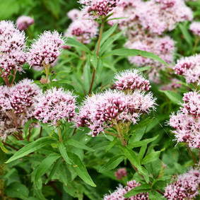 Valeriana