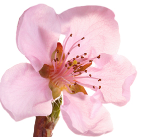 Flor de Nectarina