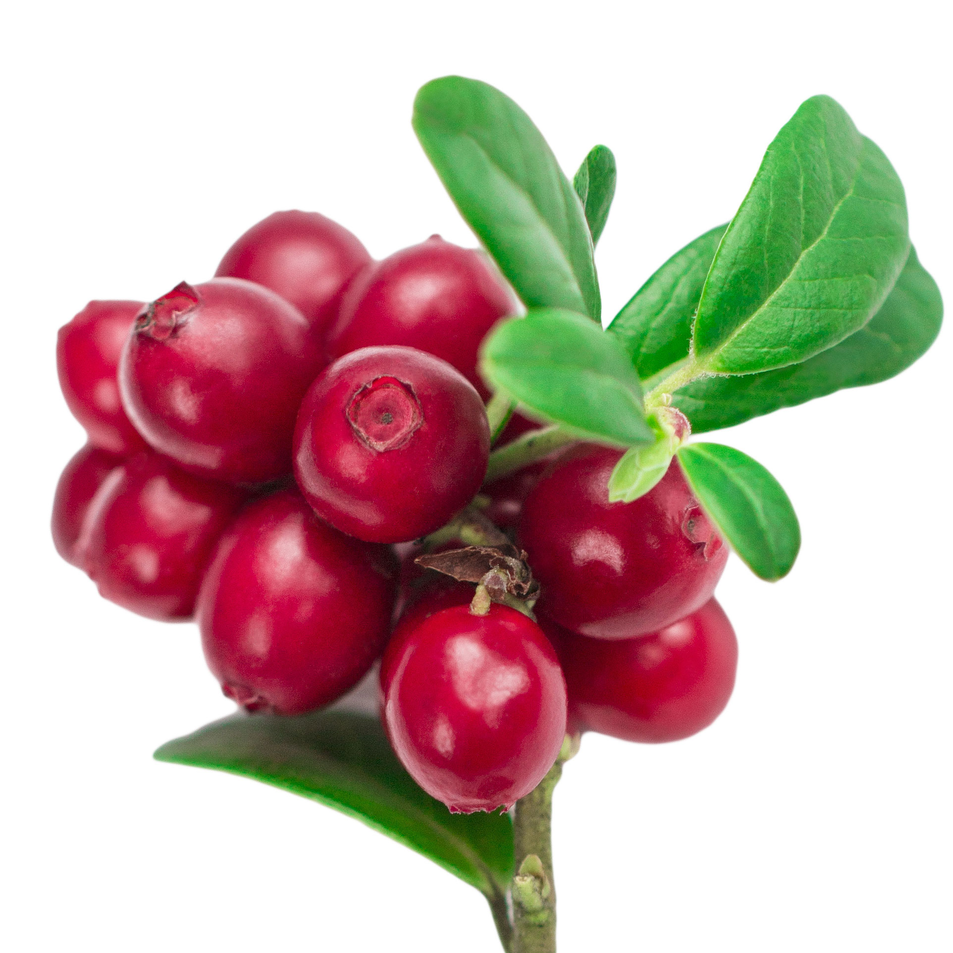 Arbuto (Madrona, árvore de Bearberry)