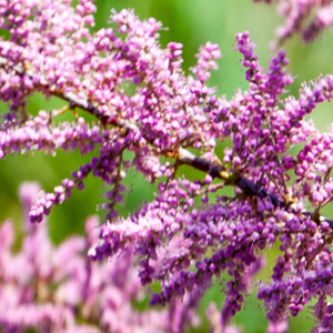 Tamarix