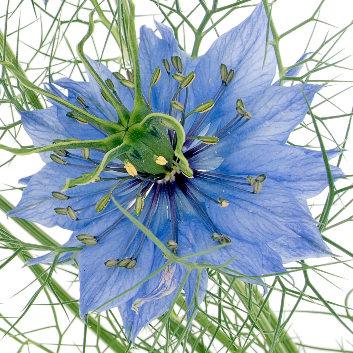 Nigela