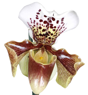 Orquídea Sapatinhos