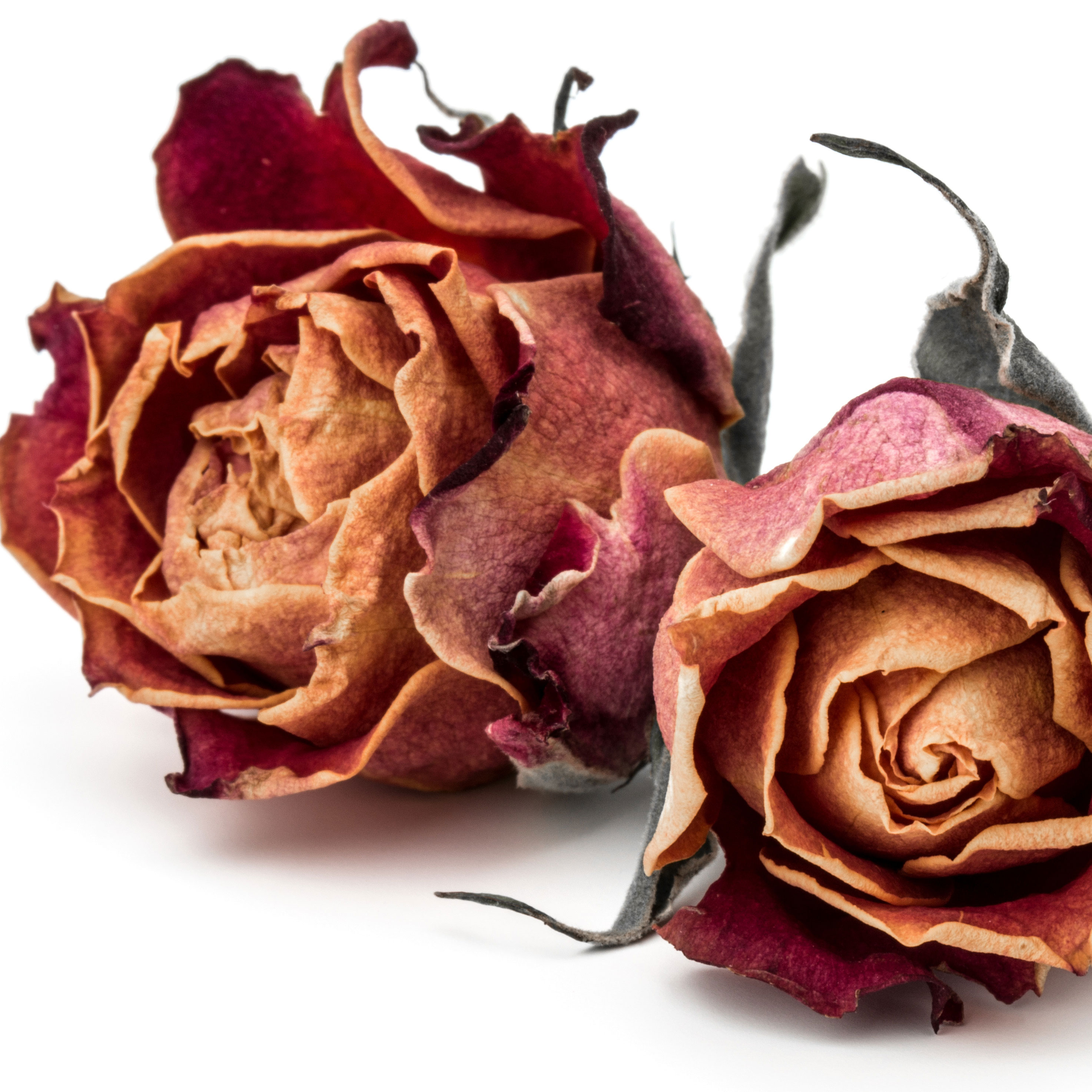 Rosa Seca