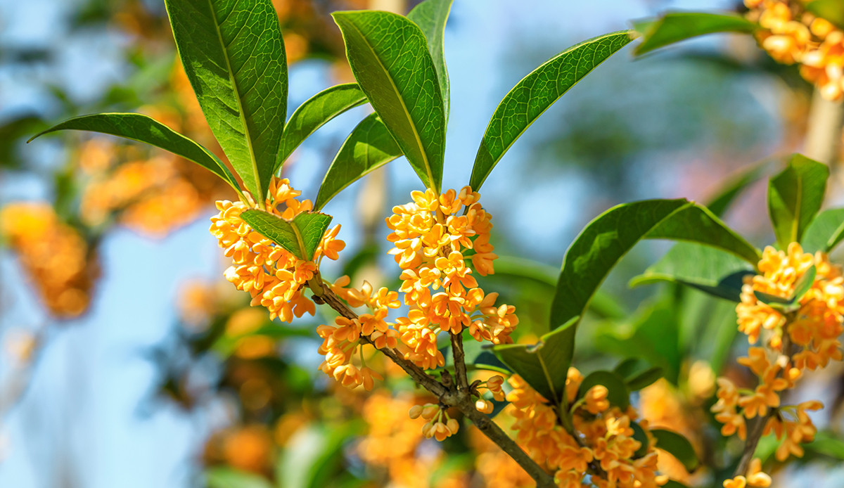 Osmanthus