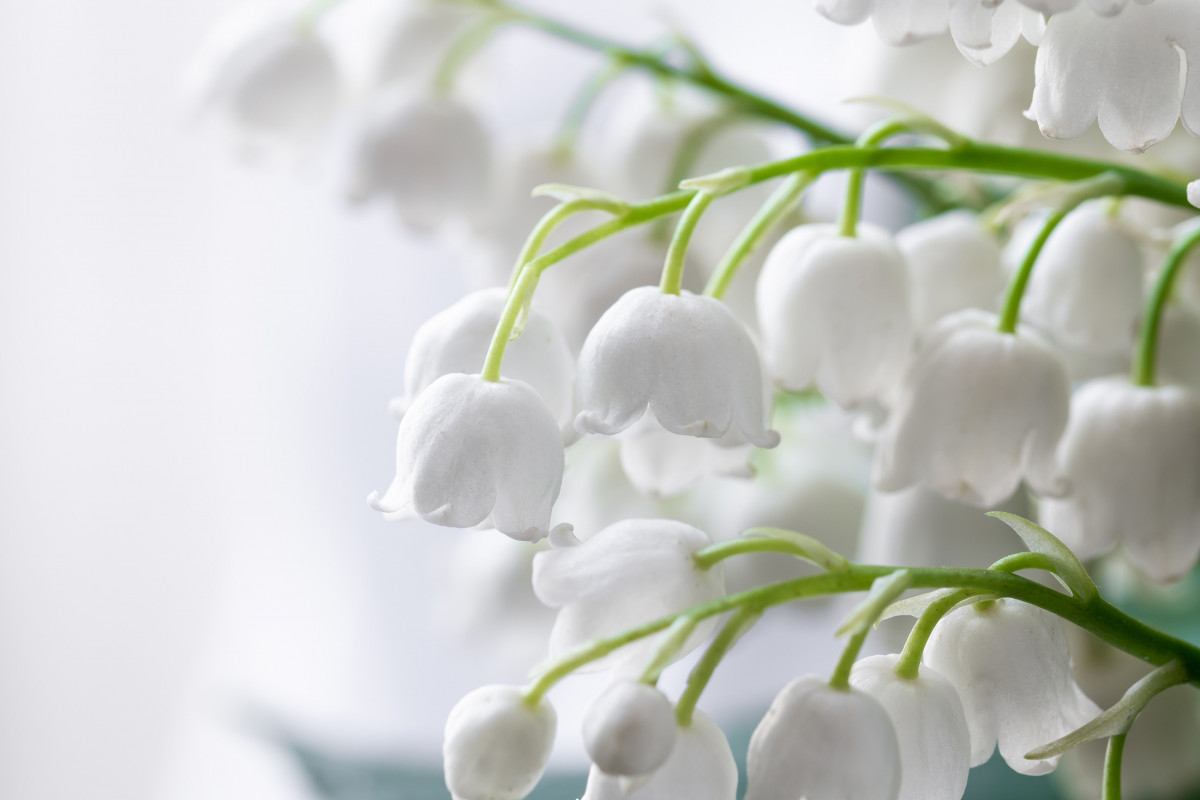 Lily of the Valley