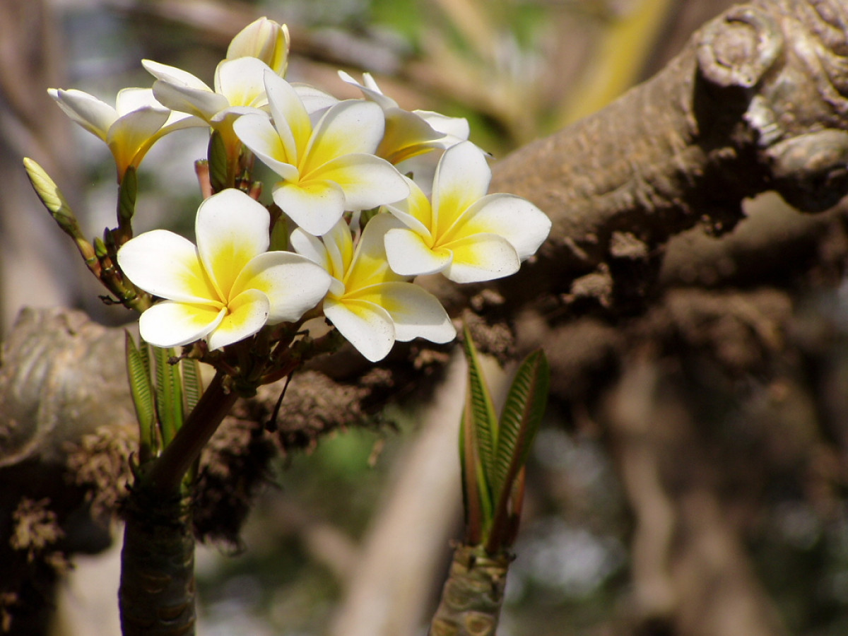 Plumeria