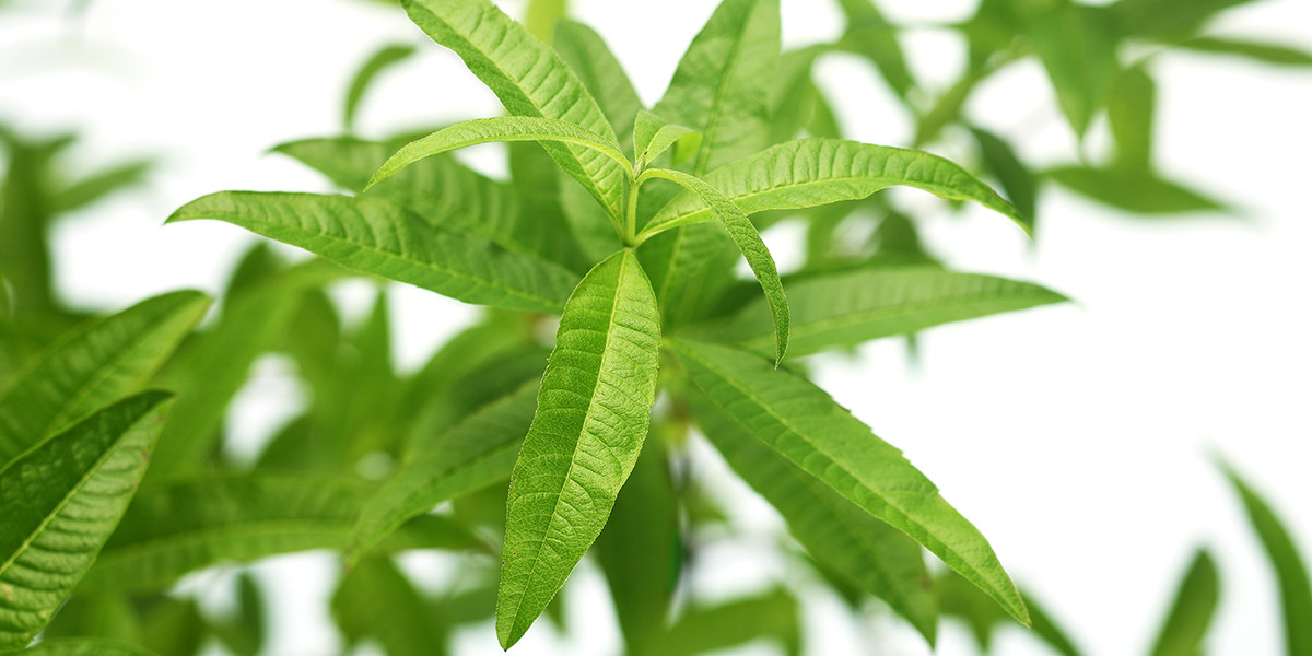 Lemon Verbena