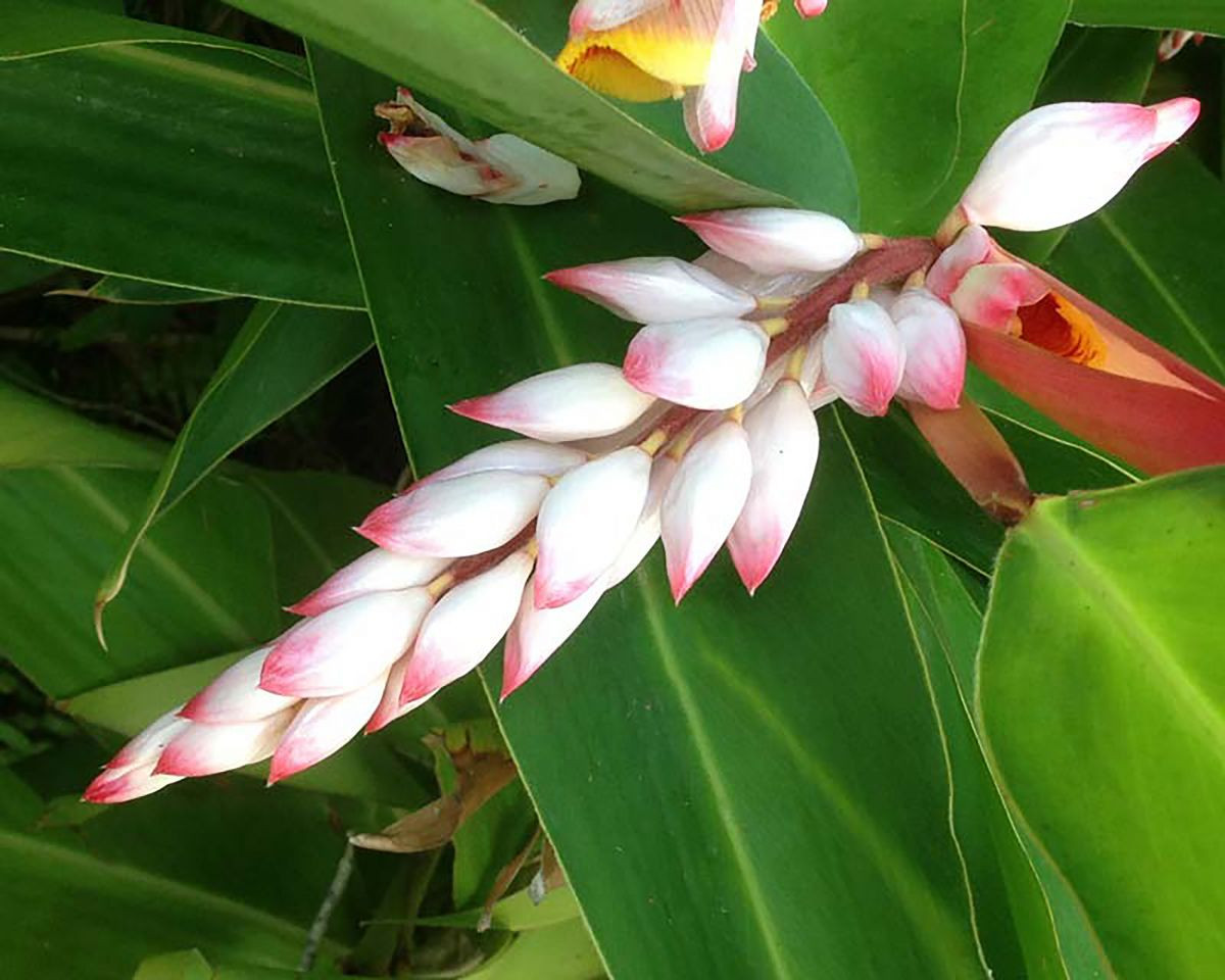 Cardamom Flower