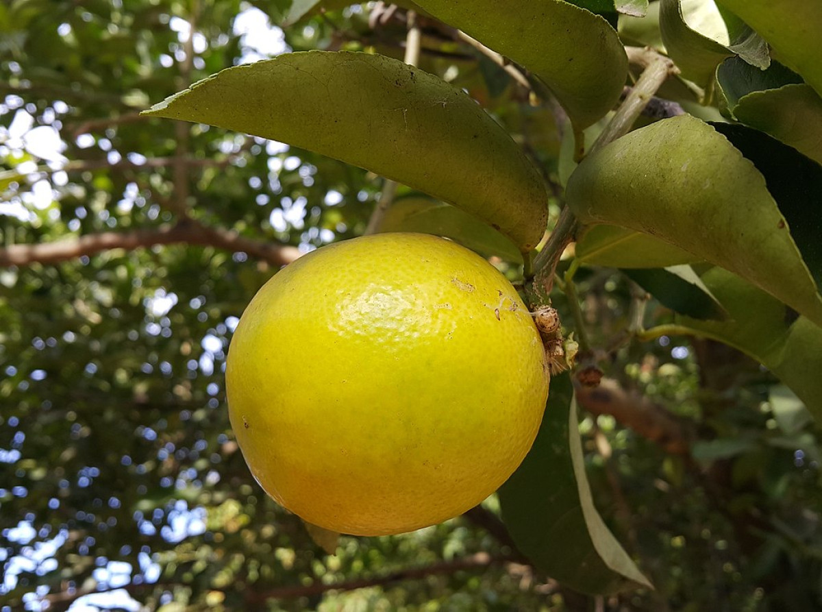 Palestinian Sweet Lime