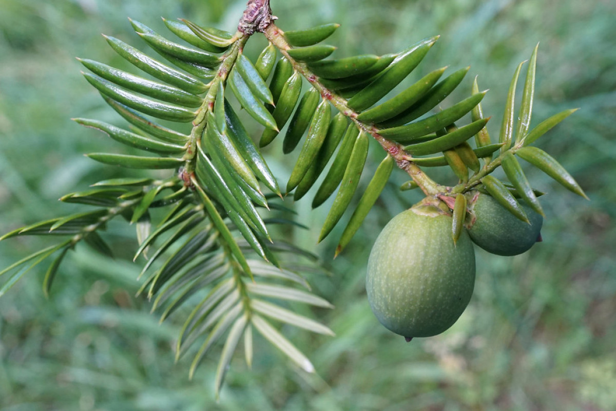 Torreya
