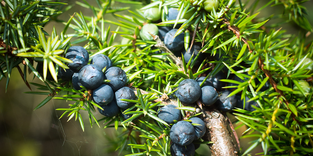 Juniper Berries