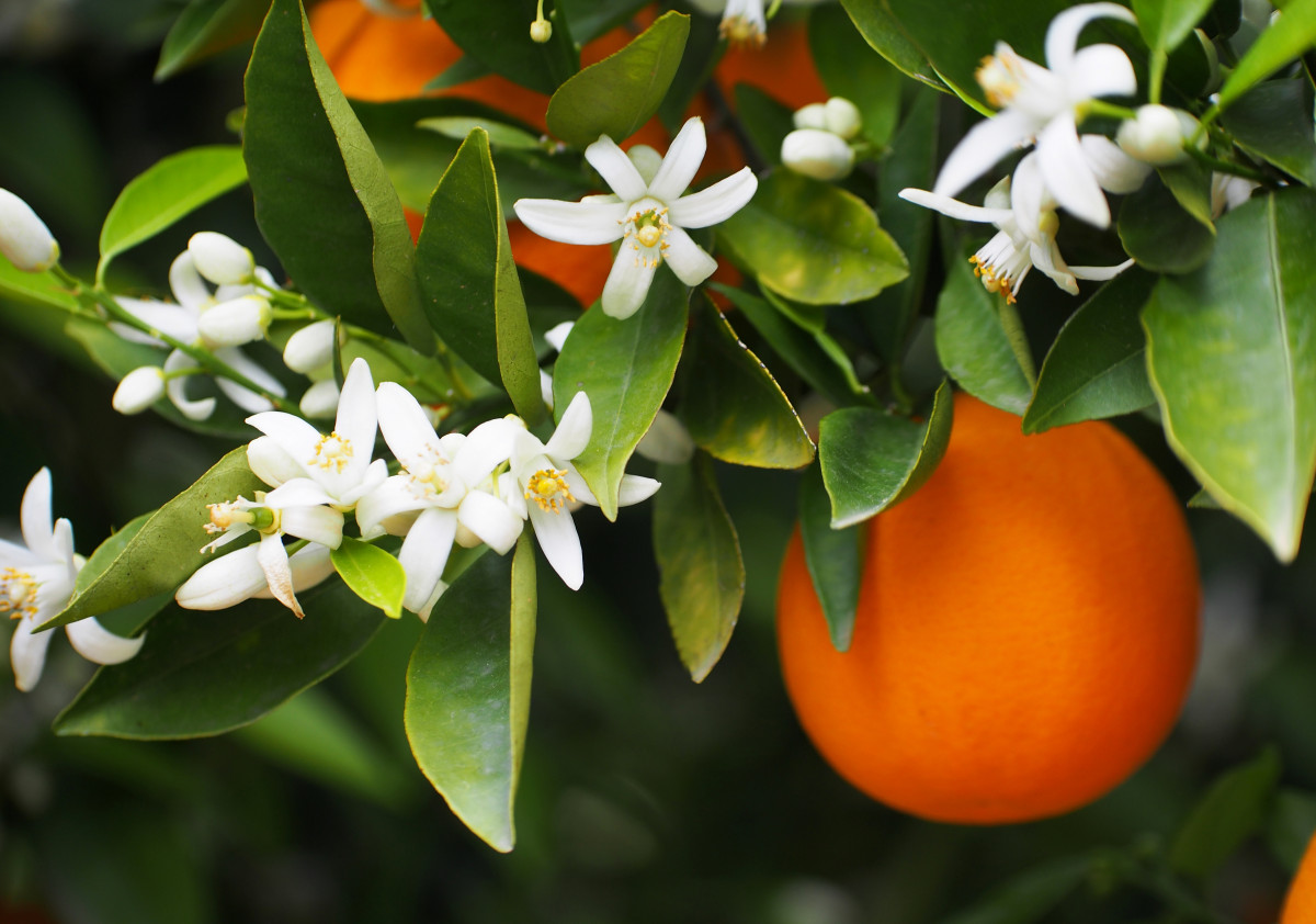 Orange Blossom