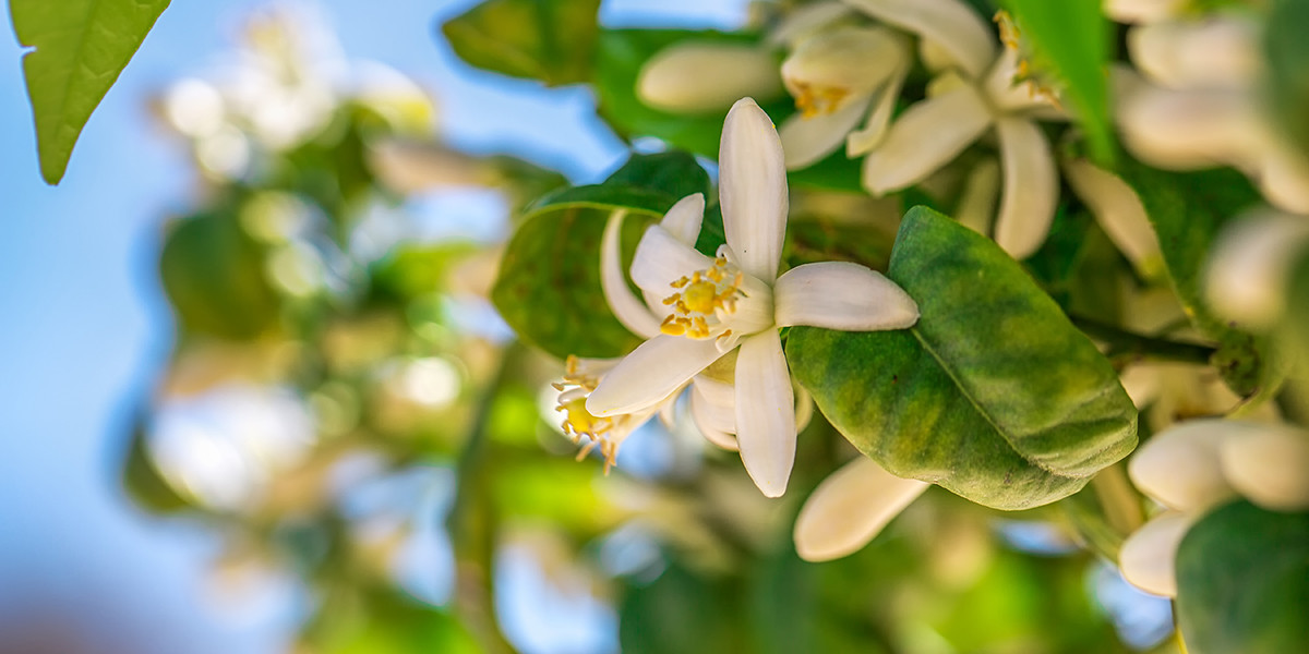 Neroli