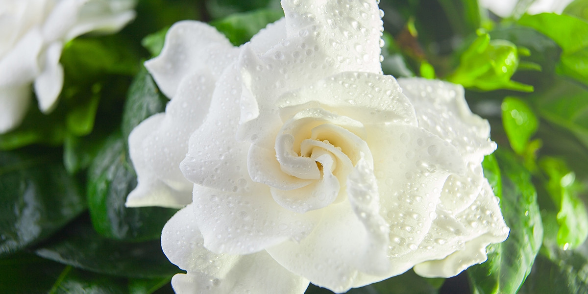 Gardenia