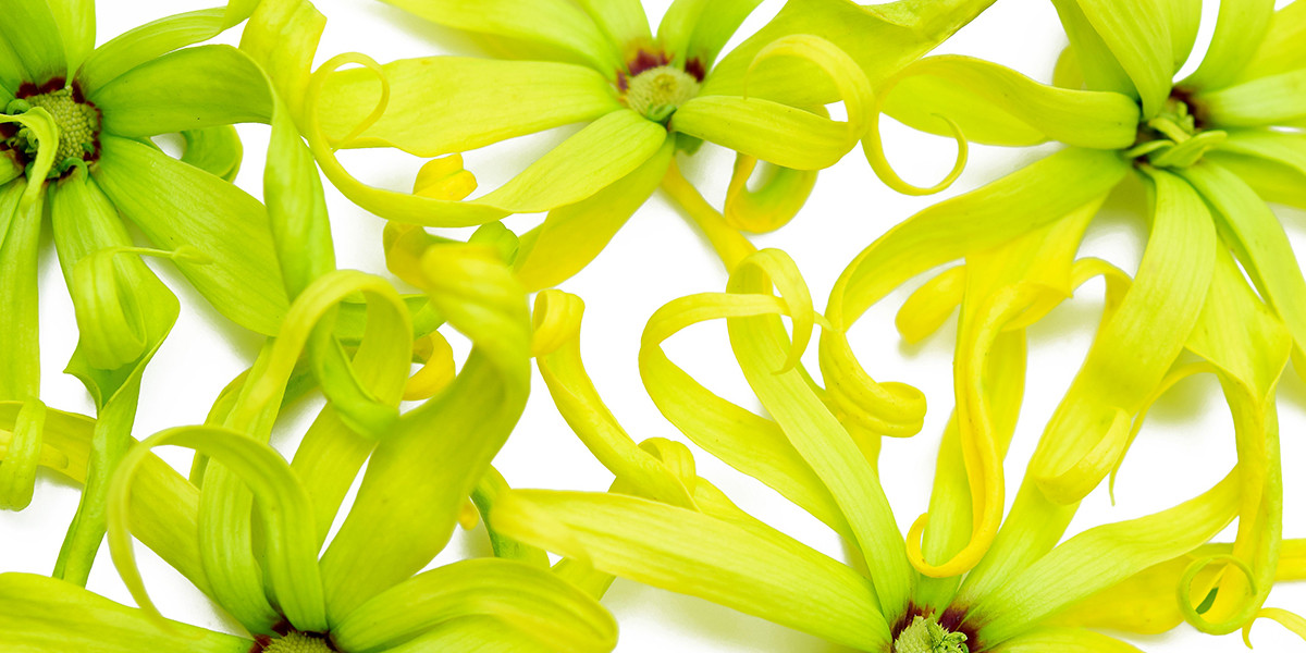 Ylang-Ylang