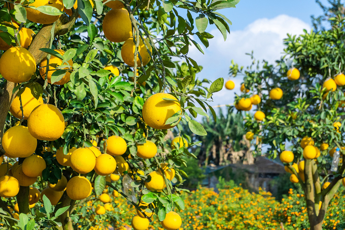 Pomelo