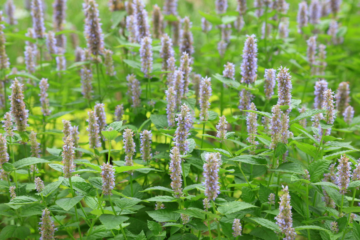 Patchouli