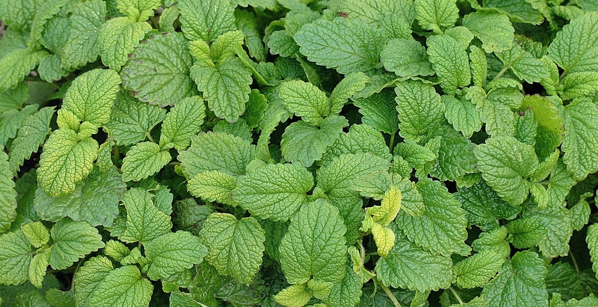 Lemon Balm