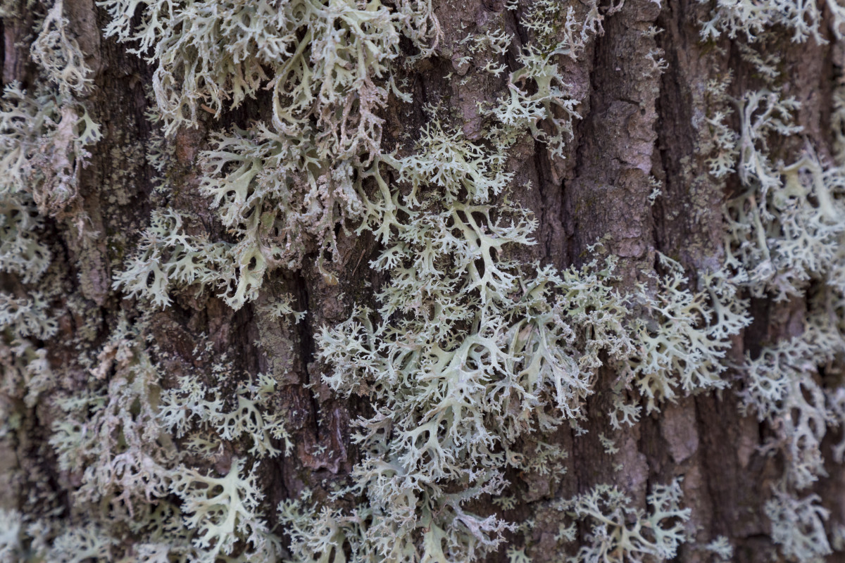 Oakmoss