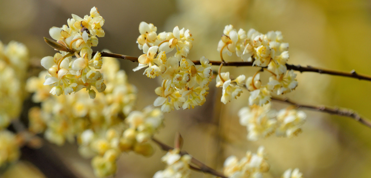 Litsea Cubeba