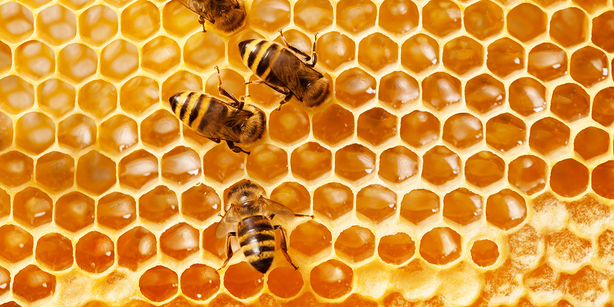 Beeswax