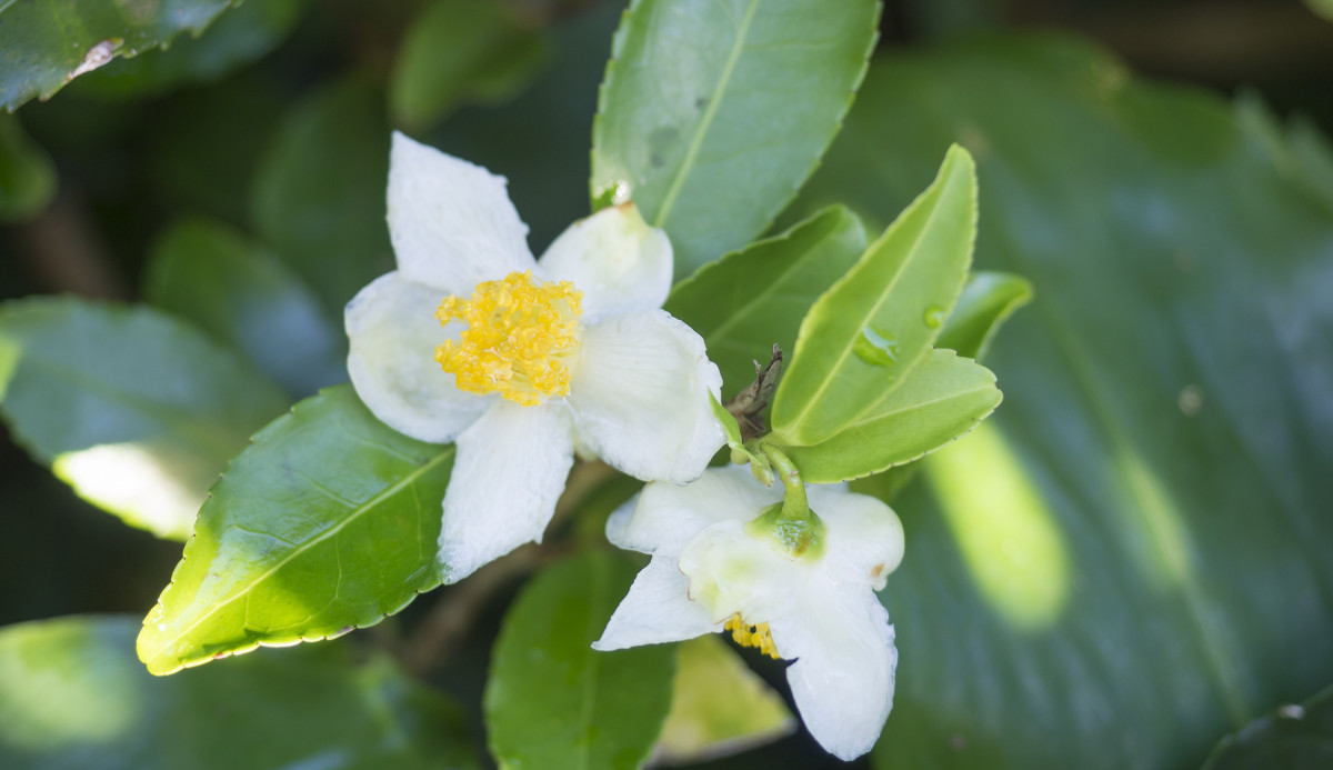 Green Tea Flower