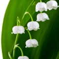 Lily-of-the-Valley 