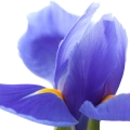 Iris Iris