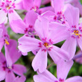 Moss Flox Phlox Subulata