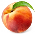 Peach Prunus persica