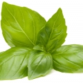 Basil Ocimum basilicum