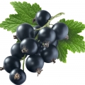 Black Currant Ribes nigrum