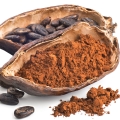 Cacao Pod Theobroma cacao (Sterculiaceae)